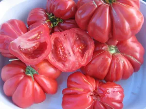 Zapotec Tomato